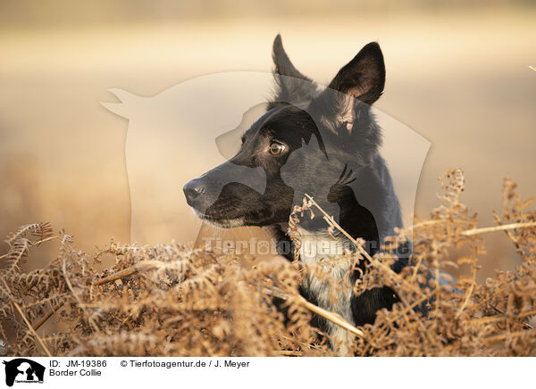 Border Collie / Border Collie / JM-19386