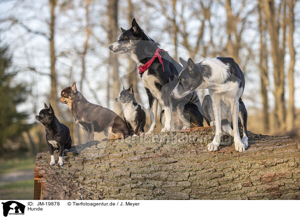 Hunde / JM-19878