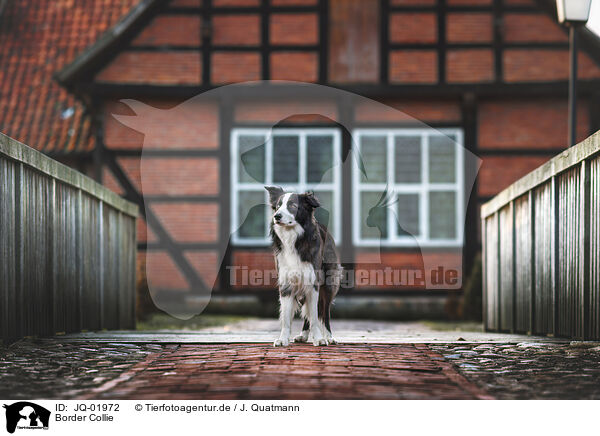 Border Collie / Border Collie / JQ-01972