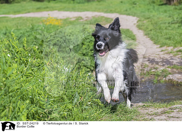 Border Collie / Border Collie / SST-24219
