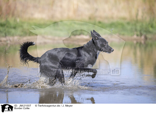 Border Collie / Border Collie / JM-21007