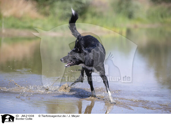 Border Collie / JM-21008