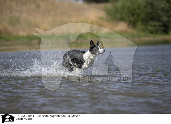 Border Collie / JM-21044