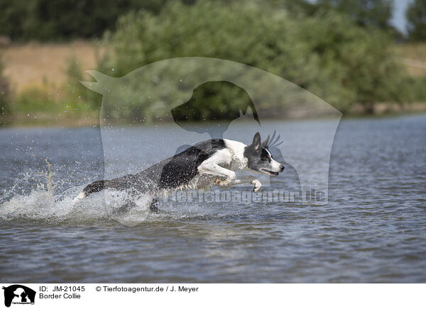 Border Collie / JM-21045