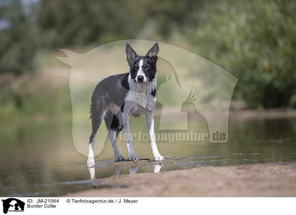 Border Collie / Border Collie / JM-21064