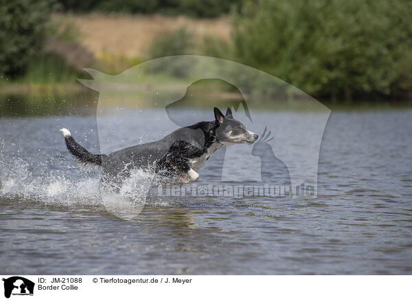 Border Collie / Border Collie / JM-21088