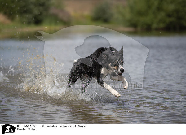 Border Collie / Border Collie / JM-21095