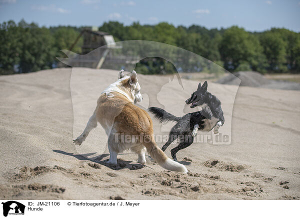 Hunde / dogs / JM-21106