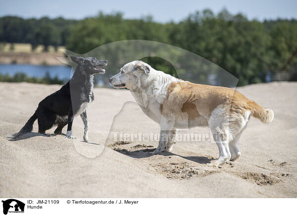 Hunde / dogs / JM-21109