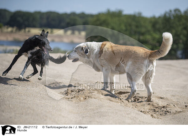 Hunde / dogs / JM-21112
