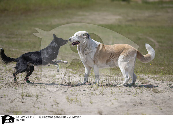 Hunde / dogs / JM-21119