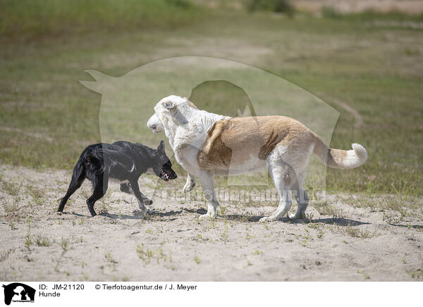 Hunde / dogs / JM-21120