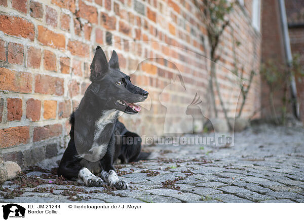 Border Collie / Border Collie / JM-21244