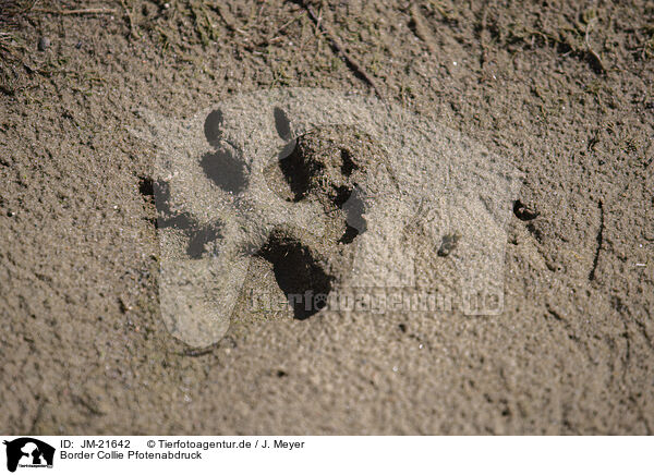 Border Collie Pfotenabdruck / Border Collie paw print / JM-21642