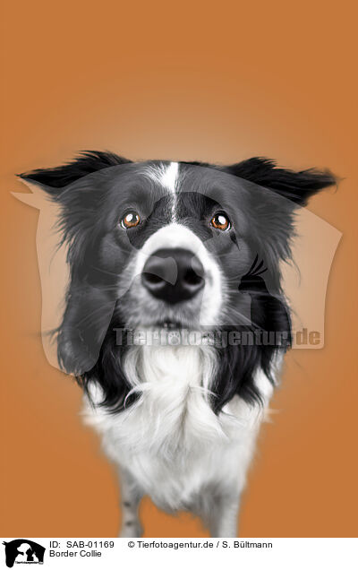 Border Collie / Border Collie / SAB-01169