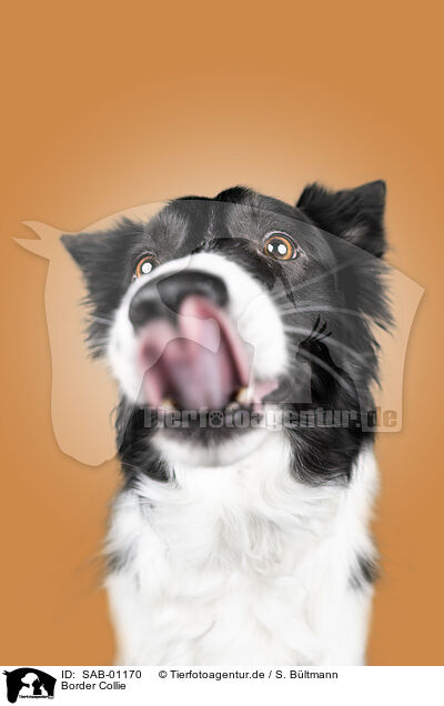 Border Collie / Border Collie / SAB-01170