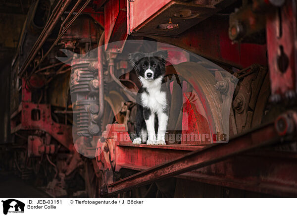 Border Collie / Border Collie / JEB-03151