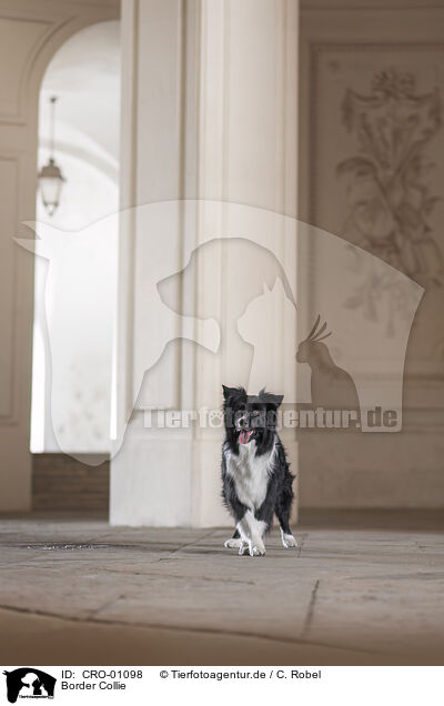 Border Collie / Border Collie / CRO-01098