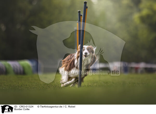 Border Collie / Border Collie / CRO-01324