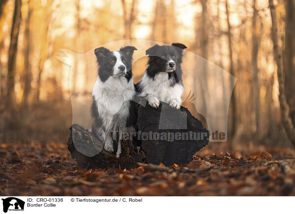 Border Collie / Border Collie / CRO-01336
