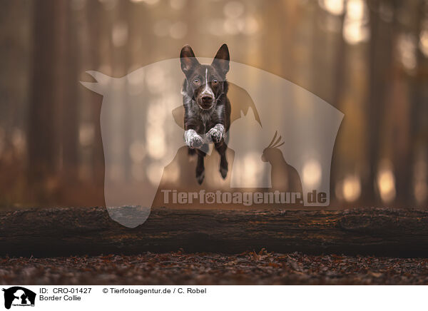 Border Collie / Border Collie / CRO-01427