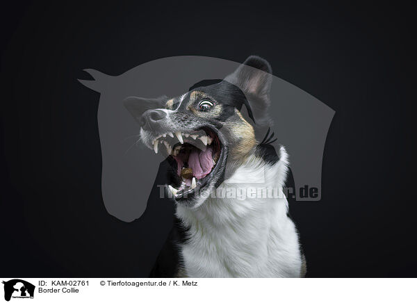 Border Collie / KAM-02761