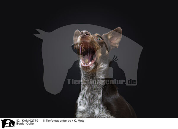 Border Collie / Border Collie / KAM-02779