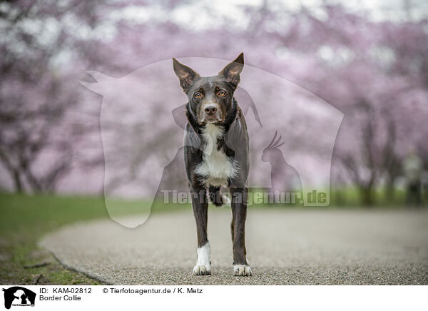 Border Collie / KAM-02812