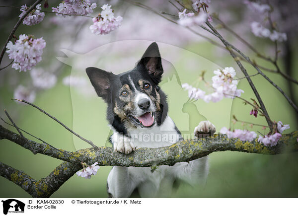 Border Collie / Border Collie / KAM-02830