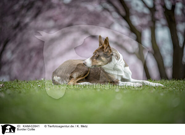 Border Collie / KAM-02841