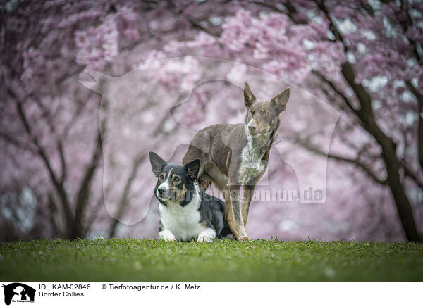 Border Collies / KAM-02846