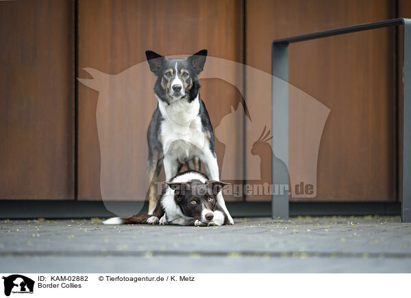 Border Collies / Border Collies / KAM-02882