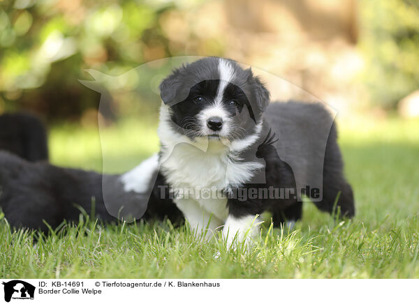 Border Collie Welpe / Border Collie puppy / KB-14691