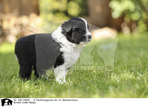 Border Collie Welpe / Border Collie puppy / KB-14692