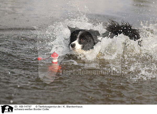 schwarz-weier Border Collie / black-white Border Collie / KB-14797