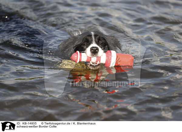 schwarz-weier Border Collie / black-white Border Collie / KB-14805