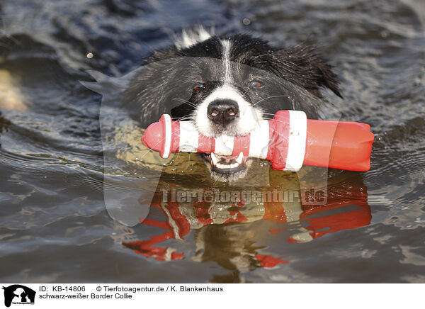 schwarz-weier Border Collie / black-white Border Collie / KB-14806