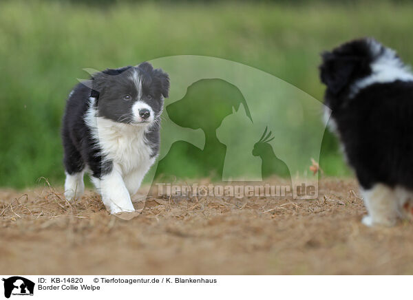 Border Collie Welpe / Border Collie puppy / KB-14820