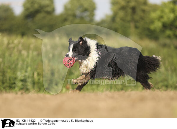 schwarz-weier Border Collie / black-white Border Collie / KB-14822