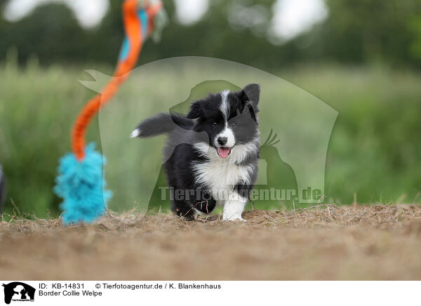 Border Collie Welpe / Border Collie puppy / KB-14831