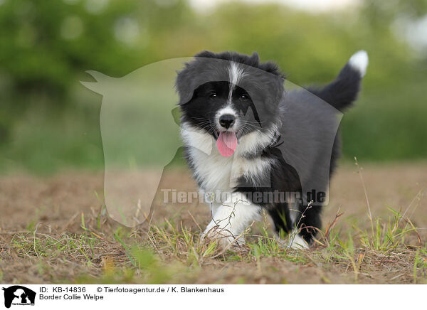 Border Collie Welpe / Border Collie puppy / KB-14836