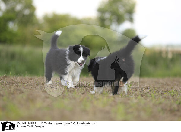 Border Collie Welpe / KB-14837