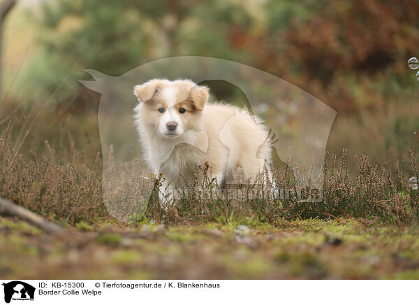 Border Collie Welpe / Border Collie puppy / KB-15300