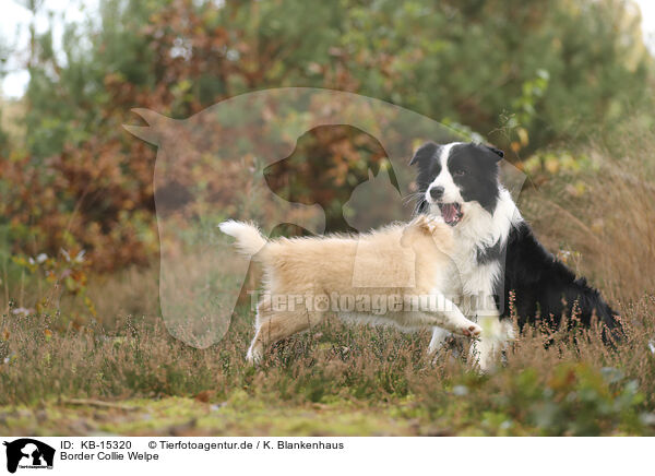 Border Collie Welpe / Border Collie puppy / KB-15320