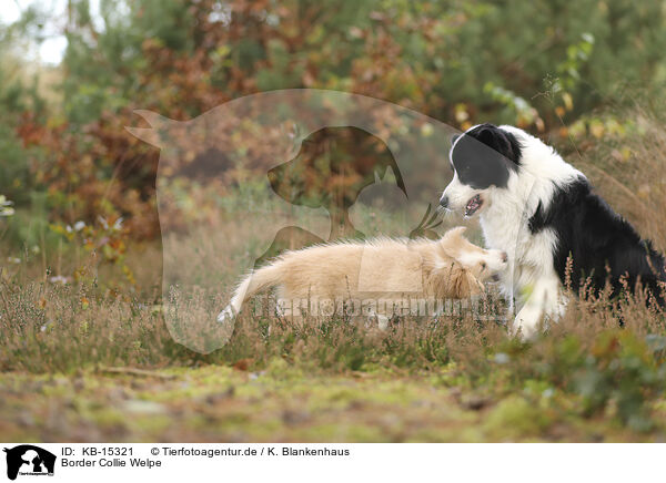 Border Collie Welpe / Border Collie puppy / KB-15321