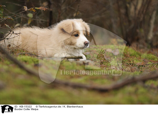 Border Collie Welpe / KB-15322