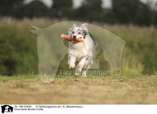 blue-merle Border Collie / KB-15440