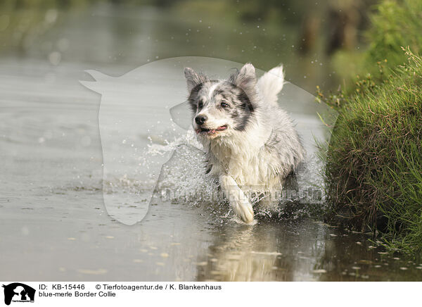 blue-merle Border Collie / blue-merle Border Collie / KB-15446