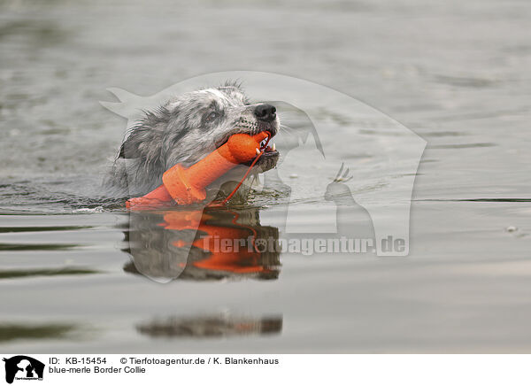 blue-merle Border Collie / blue-merle Border Collie / KB-15454