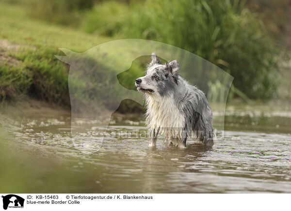 blue-merle Border Collie / blue-merle Border Collie / KB-15463
